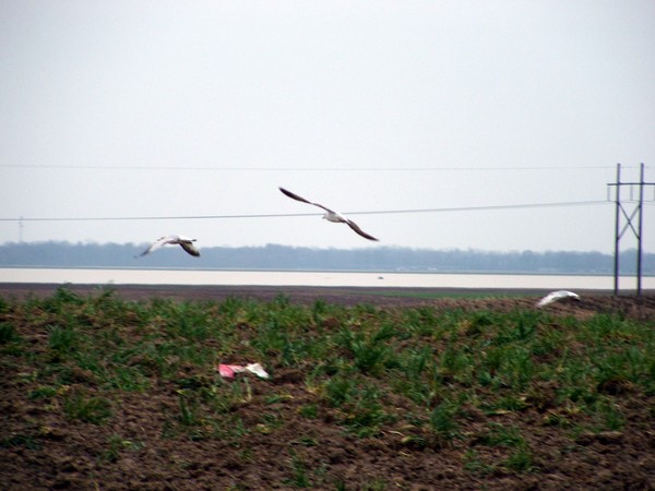 Taken flight