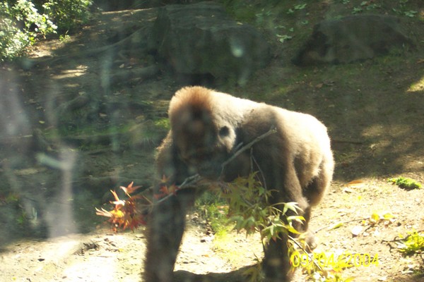 Gorilla