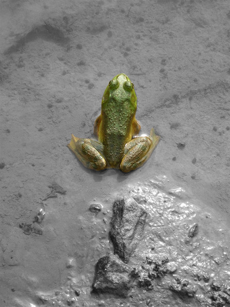 Frog 1