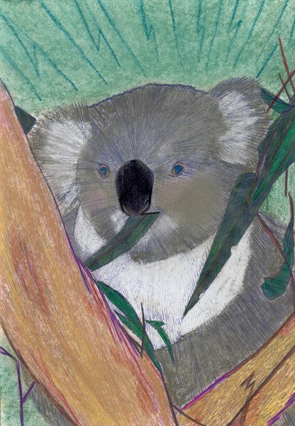 koala 2