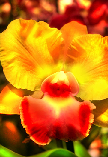 The Orchid of Cortez the Killer