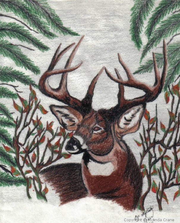 Buck