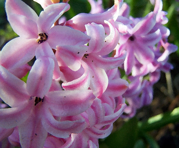 hyacinth detail