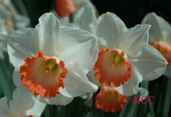 Daffodil