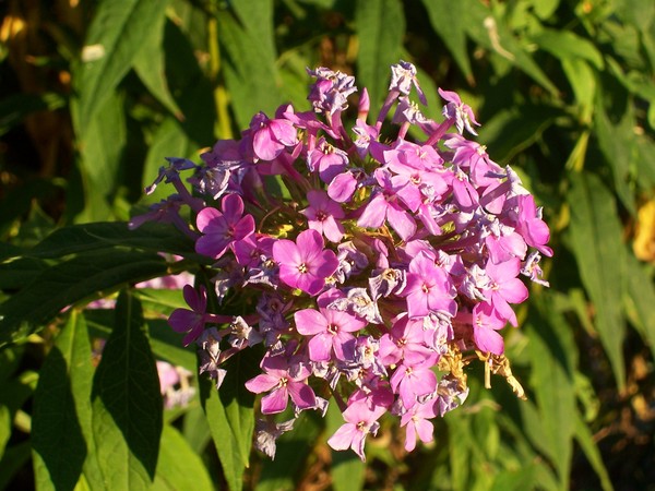 Flower Pic