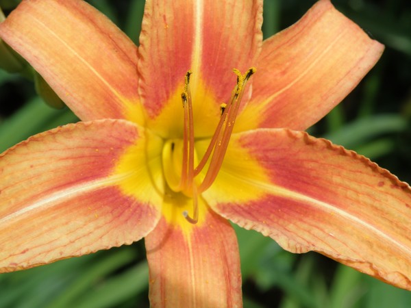 Close Up Daffodil