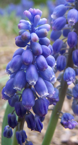 blue flower