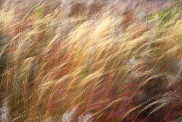 grass