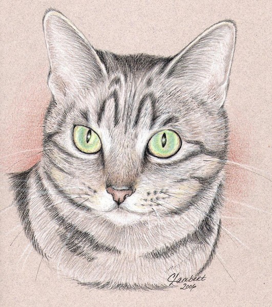 Cat Portrait by Cindy Lambert | ArtWanted.com