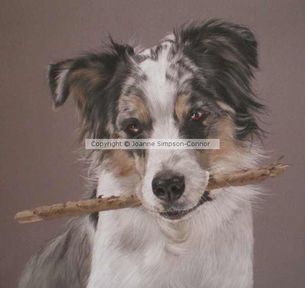 Indy - Border Collie
