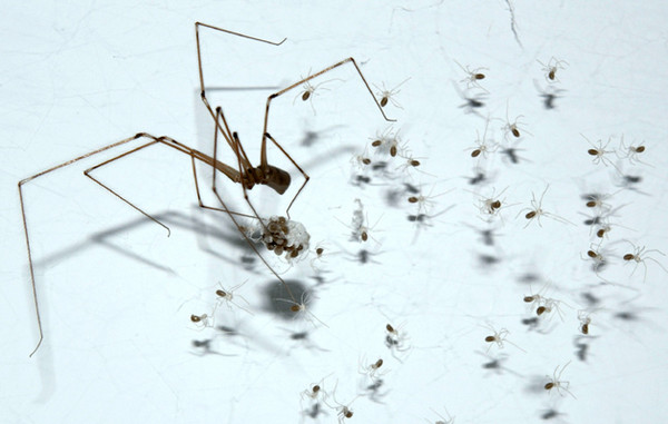 Spider Mom