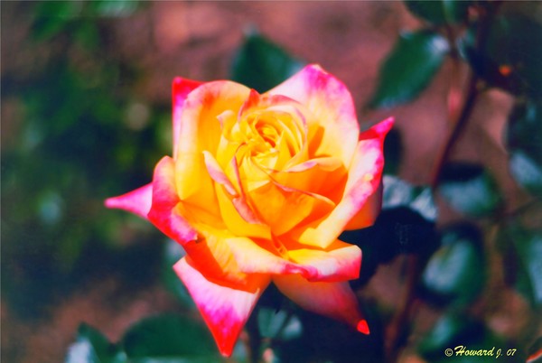 The Rose