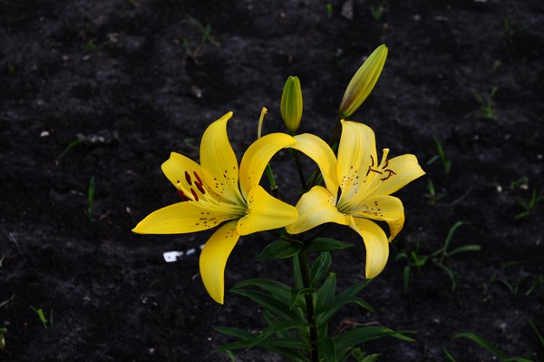 Day Lillies