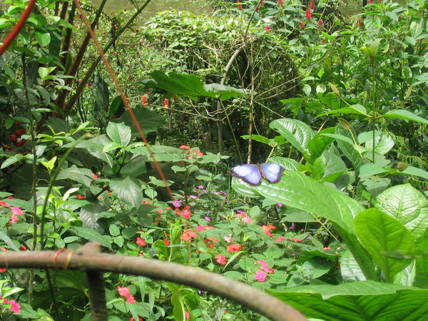 An Actual Butterfly