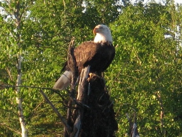 Bald Eagle