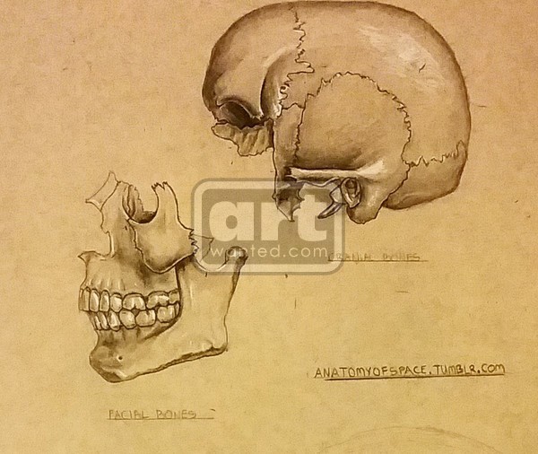 skull study