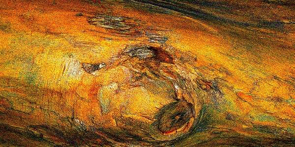 Bark Abstract #3