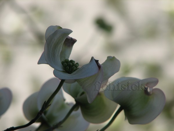 Dogwood_