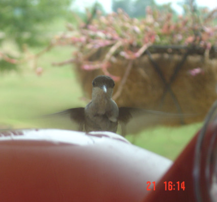 Hummingbird in action