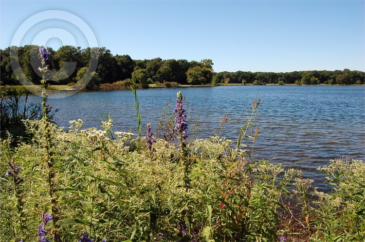 Wampum Lake Flowers in Summer