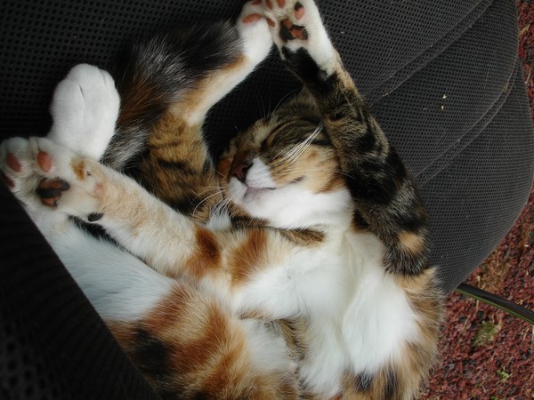 Sheeba Napping Comfortably