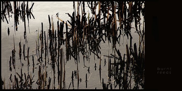burnt reeds