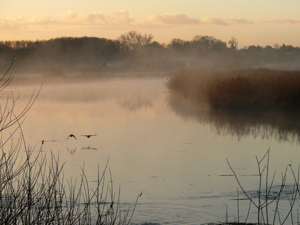 ducks in the misty morning