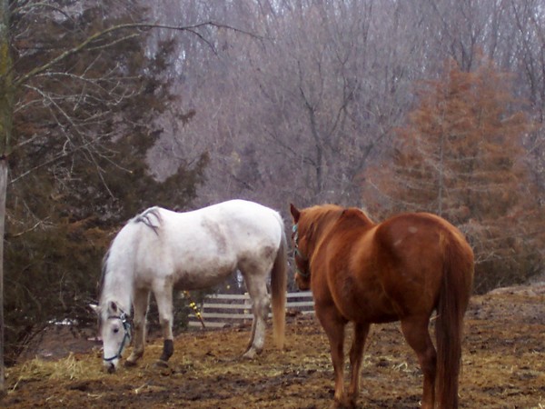 Horses
