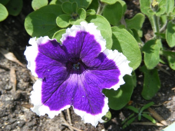 So Purple