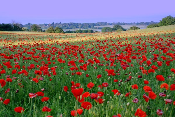 More Poppies