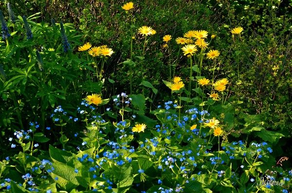   Natural flower arrangements !