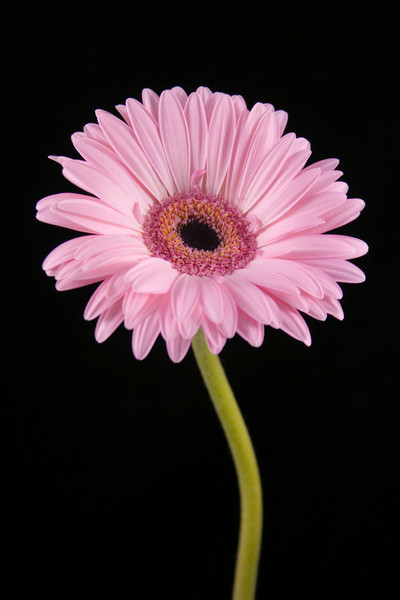 Pink Gerbera 2