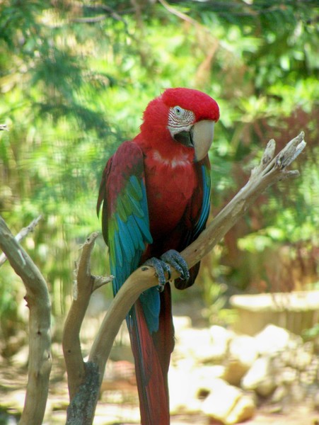 Macaw Pose