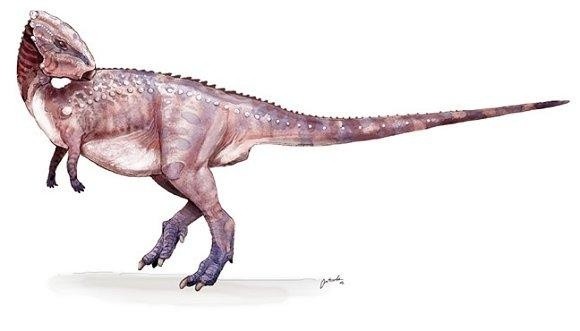 Homocephale