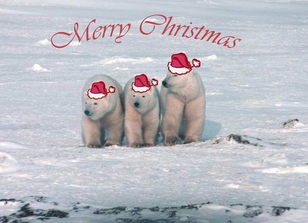 Christmas Polar Bears