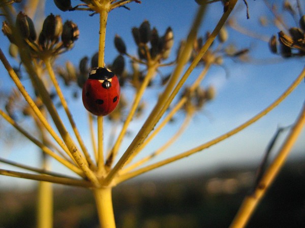 LADYBUG/AUTUMN