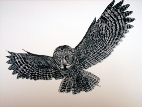 the hunt is on,great grey owl