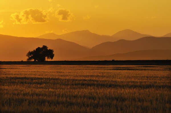 Gold Rush