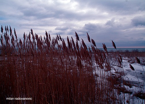 Rushes
