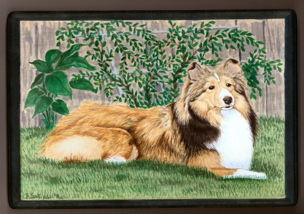 Sheltie