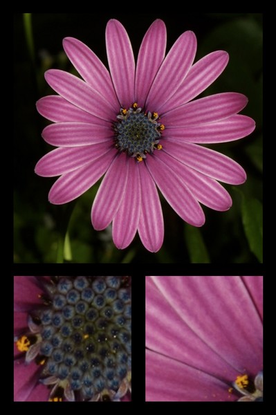 Floral Window Panes 1