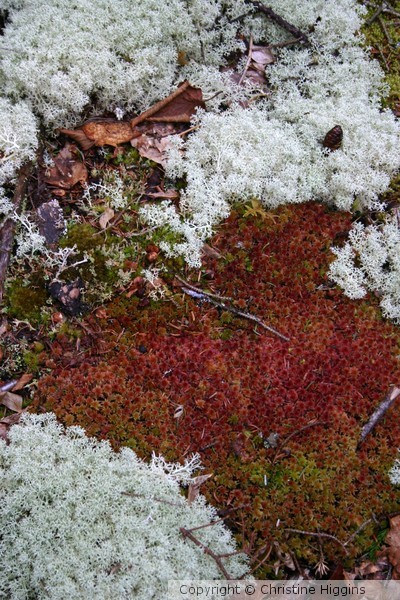 Moss textures