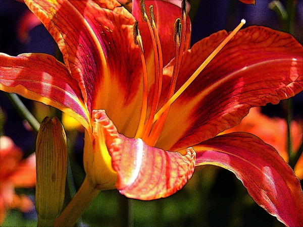 Lily