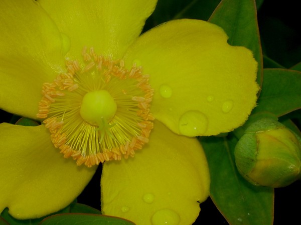 Sunny Yellow