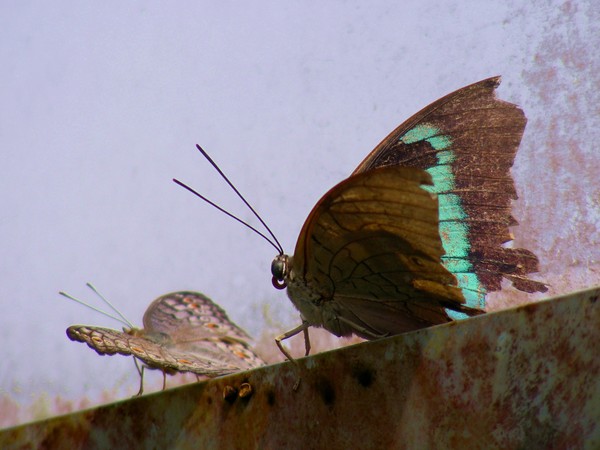 Resting
