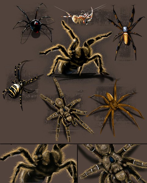Spiders