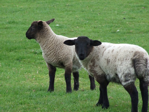 Little lost sheep