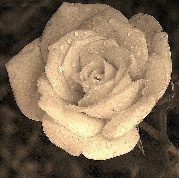 Sepia Rose