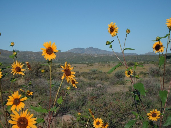 Roadside Attraction