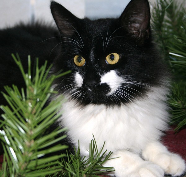 Christmas Kitty
